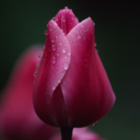 pink-tulips-blog-blog avatar