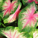 pink-variegated avatar