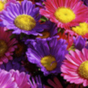 pinkandpurpledaisies avatar