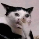 pinkbloobgloob avatar