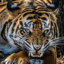 pinkcolorherringcop-blog avatar