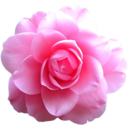 pinkeblumen avatar