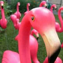 pinkflamingos66 avatar