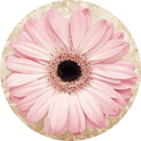 pinkgerberdaisies avatar