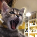 pinkhairiscool avatar