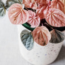 pinklady-peperomia avatar