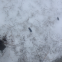 pinklotusfairy avatar