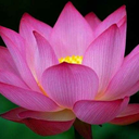 pinklotusheart avatar