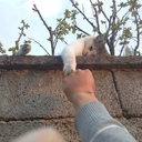 pinkopossums avatar