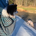 pinkpoodle239 avatar