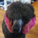 pinkpoodlepup avatar