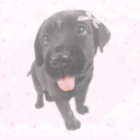 pinkpupprincess avatar