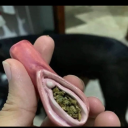 pinkpussyfloyd avatar