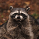 pinkraccoon avatar