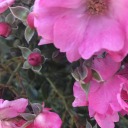 pinkroseswhiteangels avatar