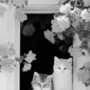 pinkseashxlls avatar