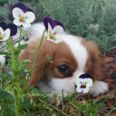 pinkservicepuppy avatar