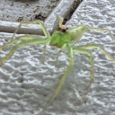 pinkwiggthicass avatar