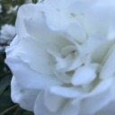 pinkwishesandangels avatar