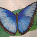 pinnedmorpho avatar