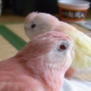 pinopora-blog avatar