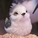 piperthebird-blog avatar