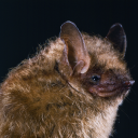 pipistrellee avatar