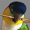 pippin-the-caique avatar