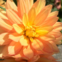 pippydoodle59 avatar