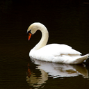 pirate-and-princess avatar