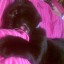 piripiripigeon avatar