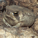 piscesangle avatar
