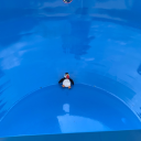 piscinepassion avatar