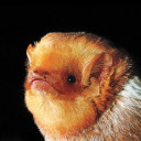 pistachopeach avatar