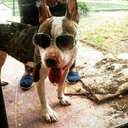 pitbull-lover56 avatar