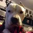 pitbull9eagle avatar