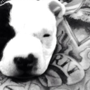 pitbulls-and-tattoos avatar