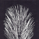pitch-pine avatar