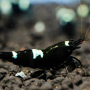 pitchblackshrimp avatar