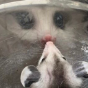 pitipossum avatar