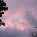 pitterpattersunflower avatar