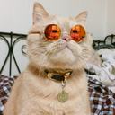 piumpiumdiezombie avatar