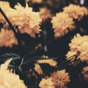 pixel-writer19 avatar