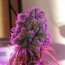 pixelfootmodelsclub avatar