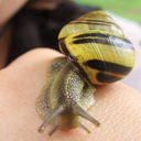 pixelizedprincearchive avatar