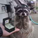 pixie-chimpunk avatar