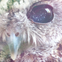 pixieowl avatar