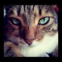 pixierain1283 avatar