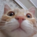 pizza-de-abacaxi avatar