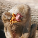 pizza-de-mono avatar